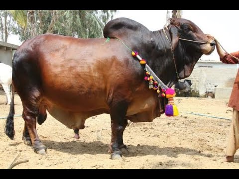 Qurbani Qurbani