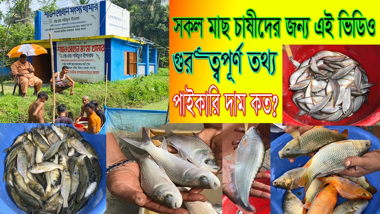 সকল মাছ চাষীদের জন্য এই ভিডিও।গুরুত্বপূর্ণ তথ্য সহ সব ধরনের পোনা মাছের পাইকারি বাজার দর/দাম যেনে নিন