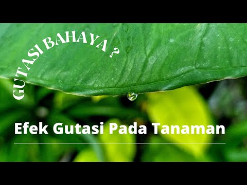 Video: Kondisi Gutasi Pada Tumbuhan: Kapan Gutasi Terjadi Dan Apakah Berbahaya