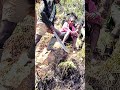 Aimba Emo Bulla Agipa Aimba Emo Bulla Agipa