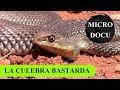 MicroDocu - La culebra bastarda (Malpolon monspessulanus) - P. Ibérica y África - parte I