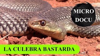 MicroDocu - La culebra bastarda (Malpolon monspessulanus) - P. Ibérica y África - parte I