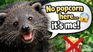 This Bearcat Smells Like Popcorn Here s Why Binturong