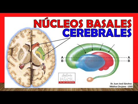 Video: ¿Qué núcleos talámicos se conectan con el neocórtex?