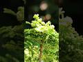 実がついた津山ヒノキ #bonsai #盆栽 #nature #shorts #garden