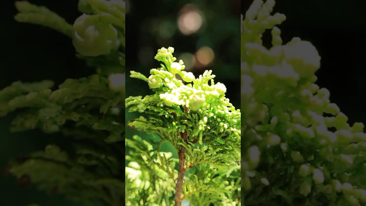 実がついた津山ヒノキ #bonsai #盆栽 #nature #shorts #garden