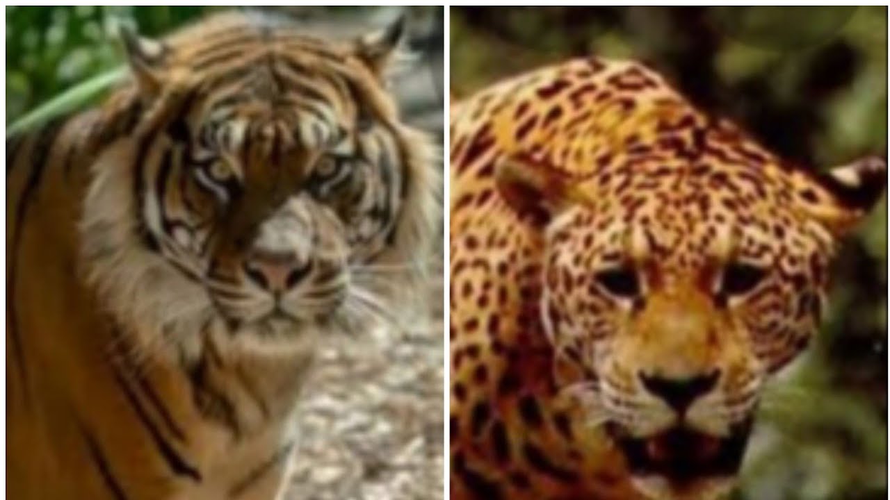 Jaguar vs Sumatran Tiger. They both are same size. - YouTube