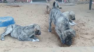 Cute Puppy Dog Funny video | Little puppies funny short video | Cute Baby dog |(@BBB16520