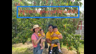 Kon khmer USA go pick cherry 2020!