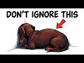 10 Things That Upset Your Dachshund Every Day (And What You're Doing Wrong)