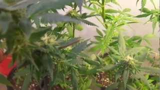 the attitude seeds company strains