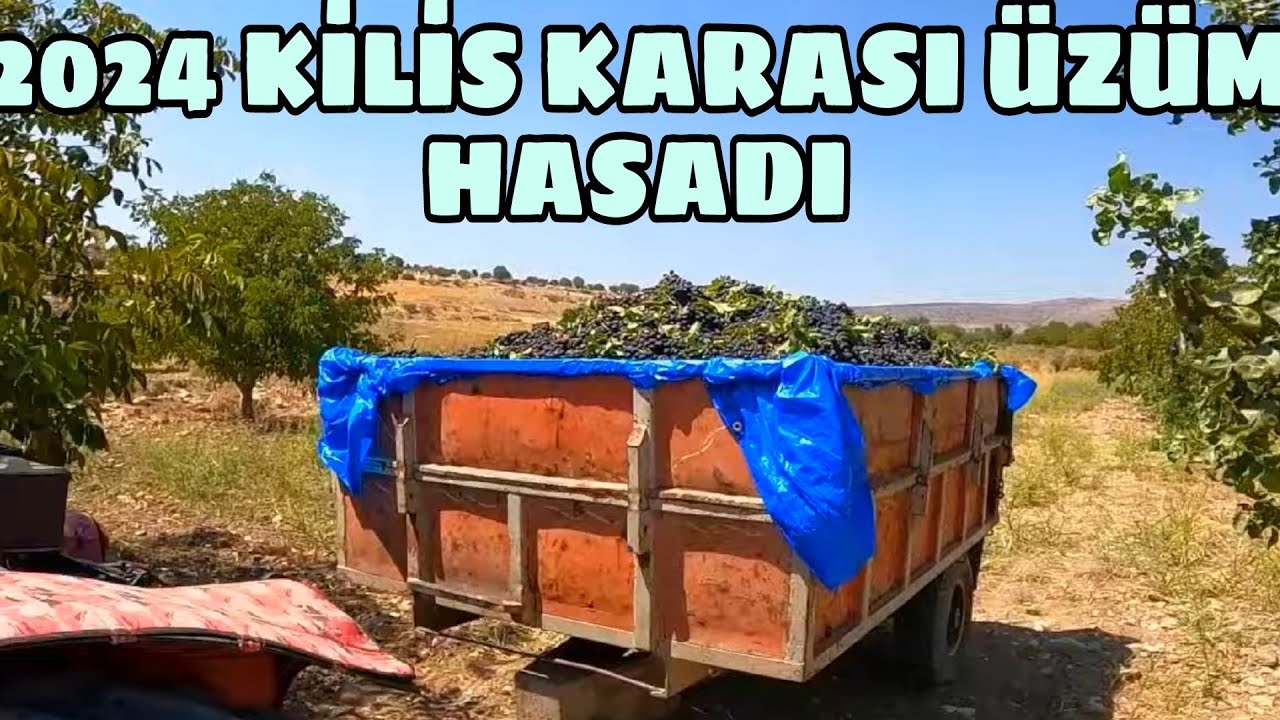 2024 KİLİS KARASI ÜZÜM HASADI... FİYAT GÜZEL SEVİYEDE...