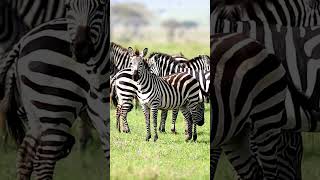 Зебры: Чёрные В Белую Полоску Или Наоборот? 😉 #Природа #Животные #Зебра