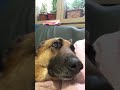 My dog wants attention #shorts #funny #pets #cute #gsd #germanshepherd #dog #dogsofyoutube #cutedogs