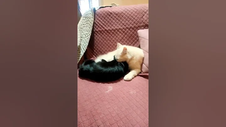 Video 9819381: persian cat pets, cat love fun