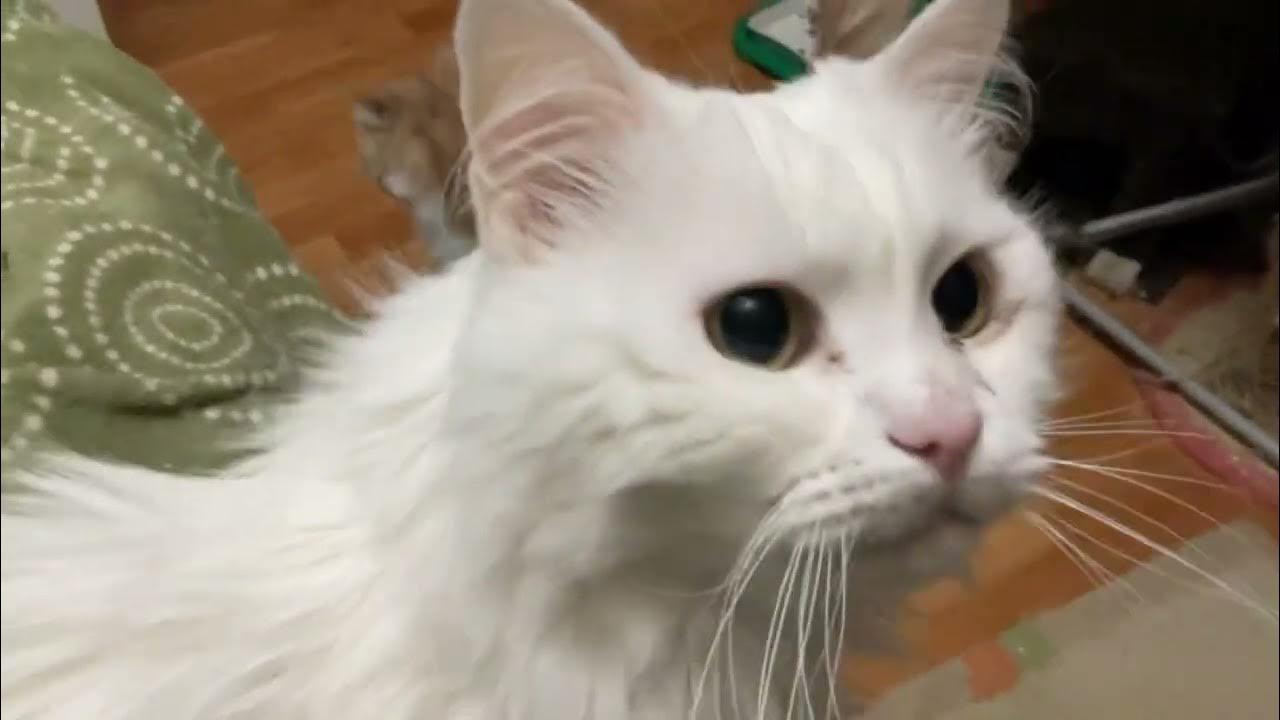 Котики ведут меня на кухню чтобы кушать им Гурмэшку их любимую дала ...