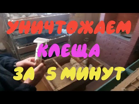 Как избавиться от куриного клеща