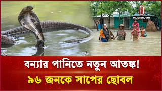চট্টগ্রামে বন্যার পানির সাথে নতুন আতঙ্ক সাপ | Flood | Snake | Independent TV