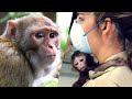 What I saw working in a monkey research facility