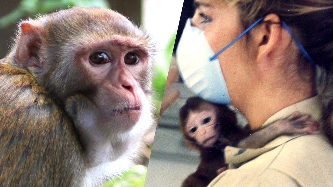 What I saw working in a monkey research facility YouTube