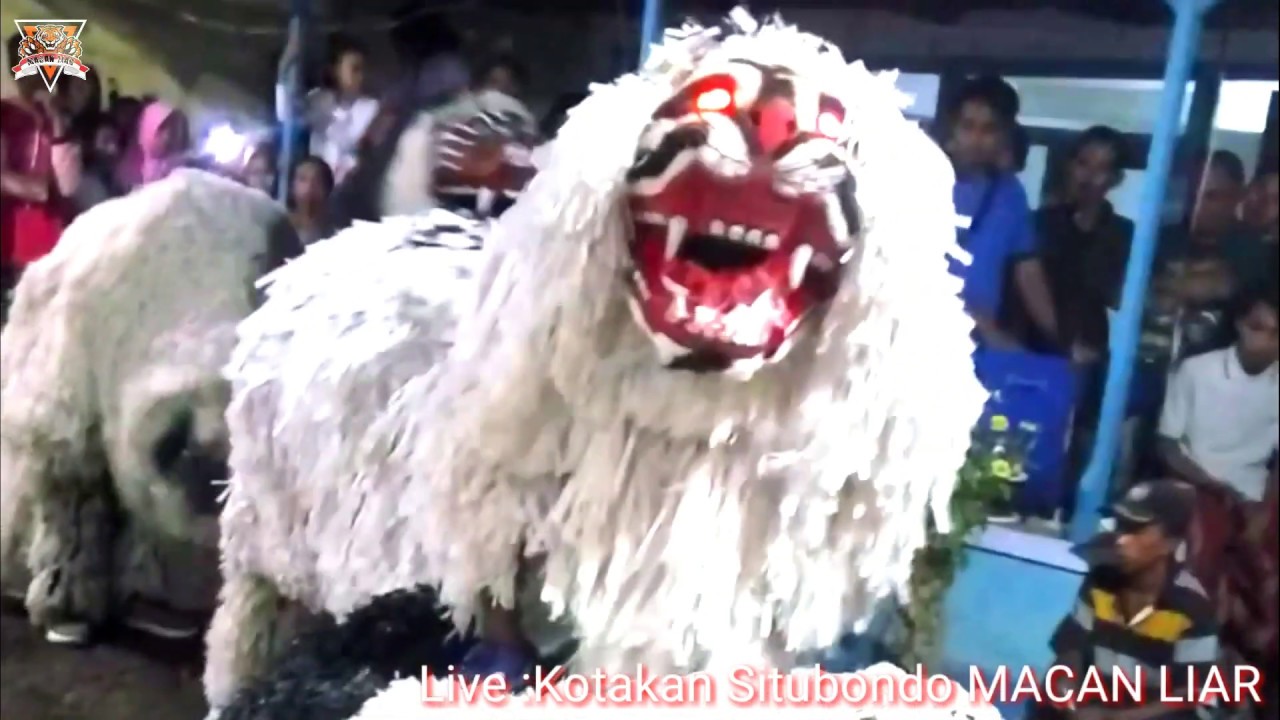 can macanan live situbondo YouTube