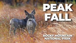 Elk, Mule Deer, and Fall Color | Florida to Alaska, Part 1.