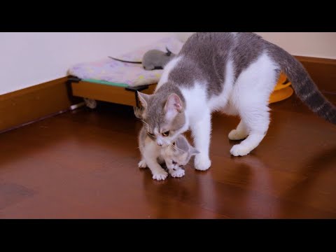 半夜不睡觉的小奶猫被猫妈强行拽回窝,场面太搞笑!