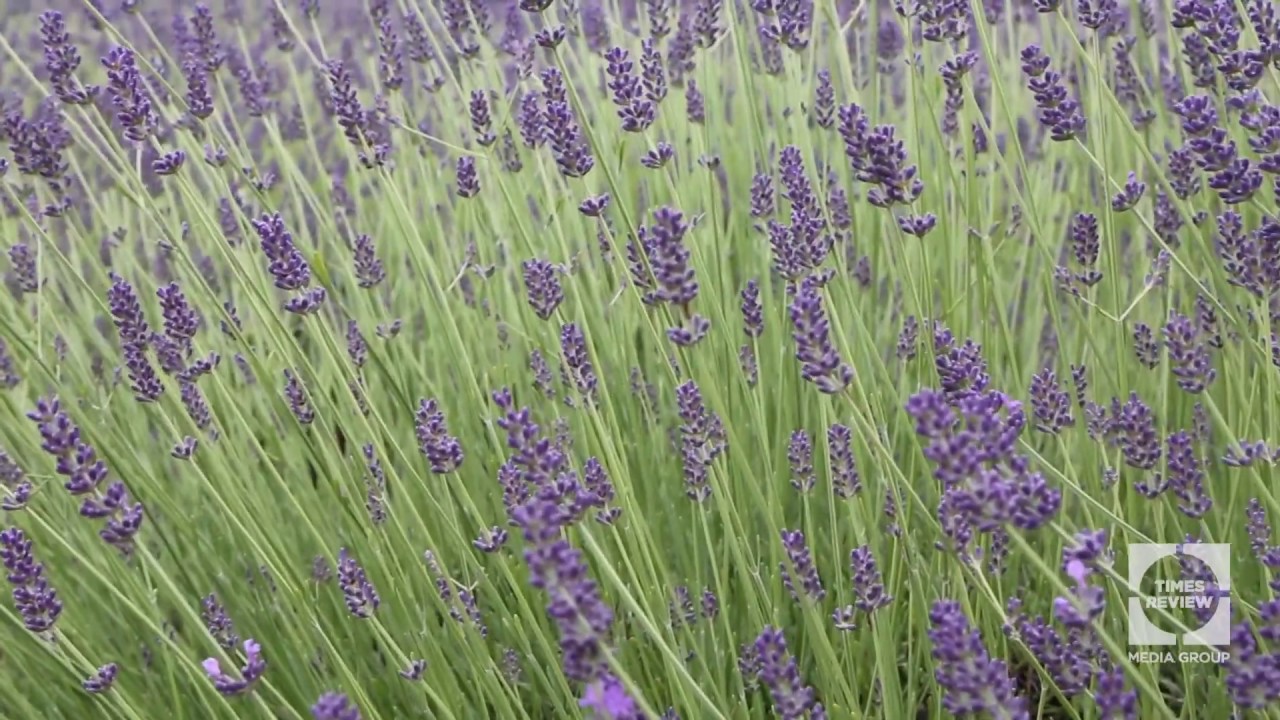 One Minute on the North Fork: Lavender by the Bay, East Marion