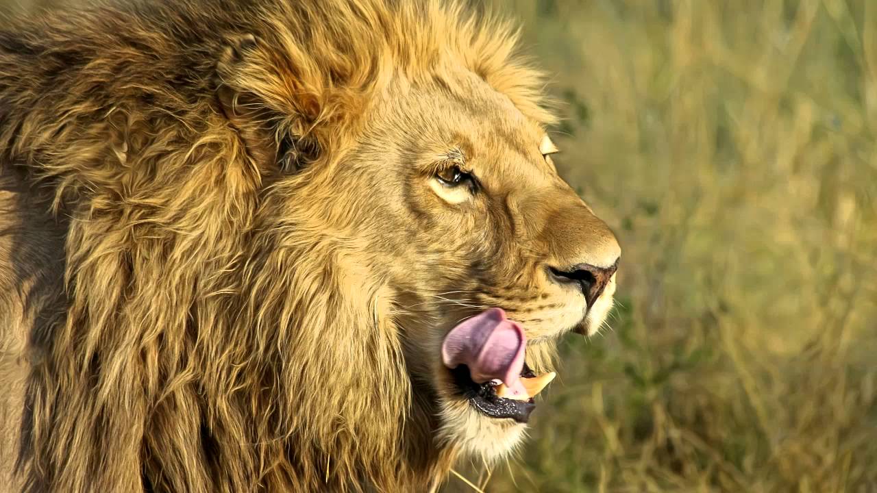 Copyright Free Montage Music 