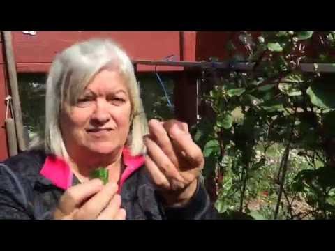 Vidéo: Peut-on manger des baies d'épinards malabar ?