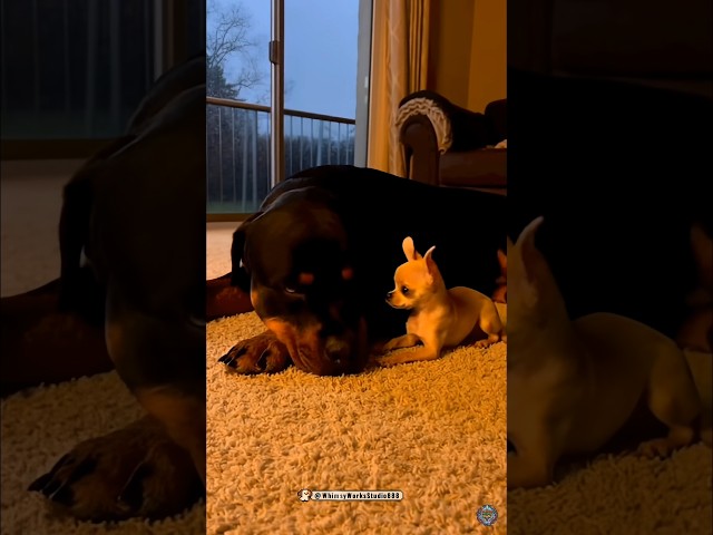 🐶Brotherly Love: Big & Small❤️ 형제의 사랑: 대형견과 소형견 #funny #shorts #dog #dogshorts #reels #love #animals