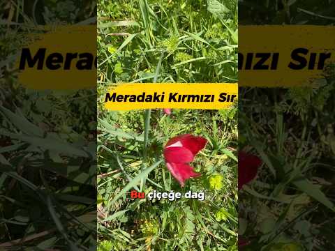Merada Çıkan Gizli İşaret