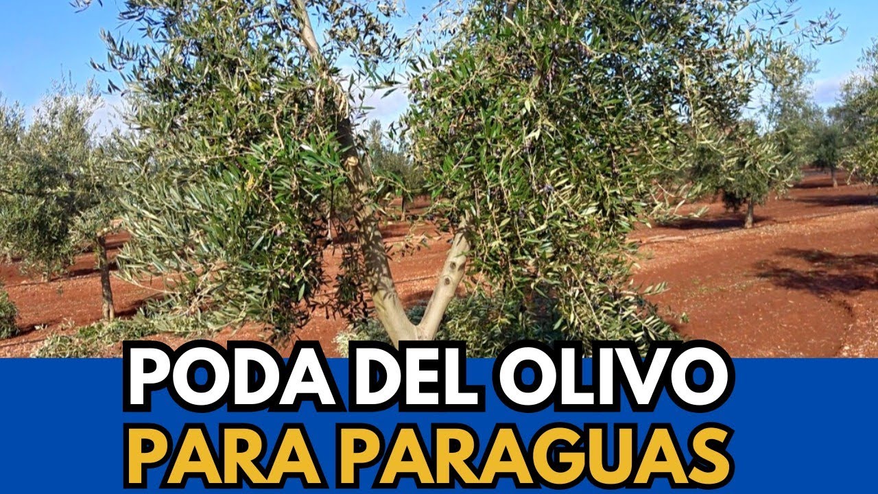 🟥 Poda del Olivo para Paraguas SIN Peines NI Varas