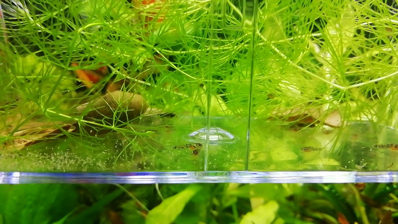 Corydoras nanus fry 12 days old, feeding artemia nauplii