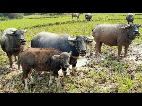 Video con trâu - đi chăn trâu - bài hát gọi trâu - trâu ăn... - youtube