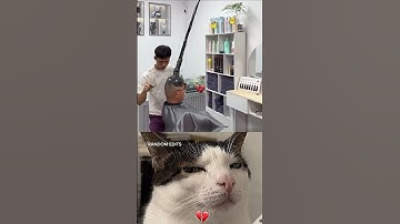 Thumbnail of Great idea 💡#cat #meme #funny #dance
