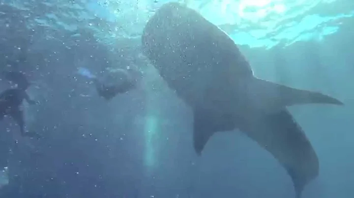 Giant Whale Sharks!  Indian Ocean Close Encounters.  Video by Craig Capehart