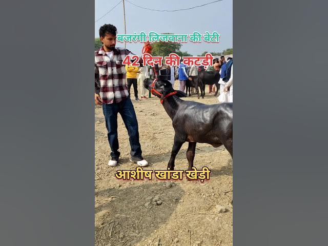 bilo tera jatt official video #punjabisong #hitsong #punjabimusic #punjabi #song #songs #trending