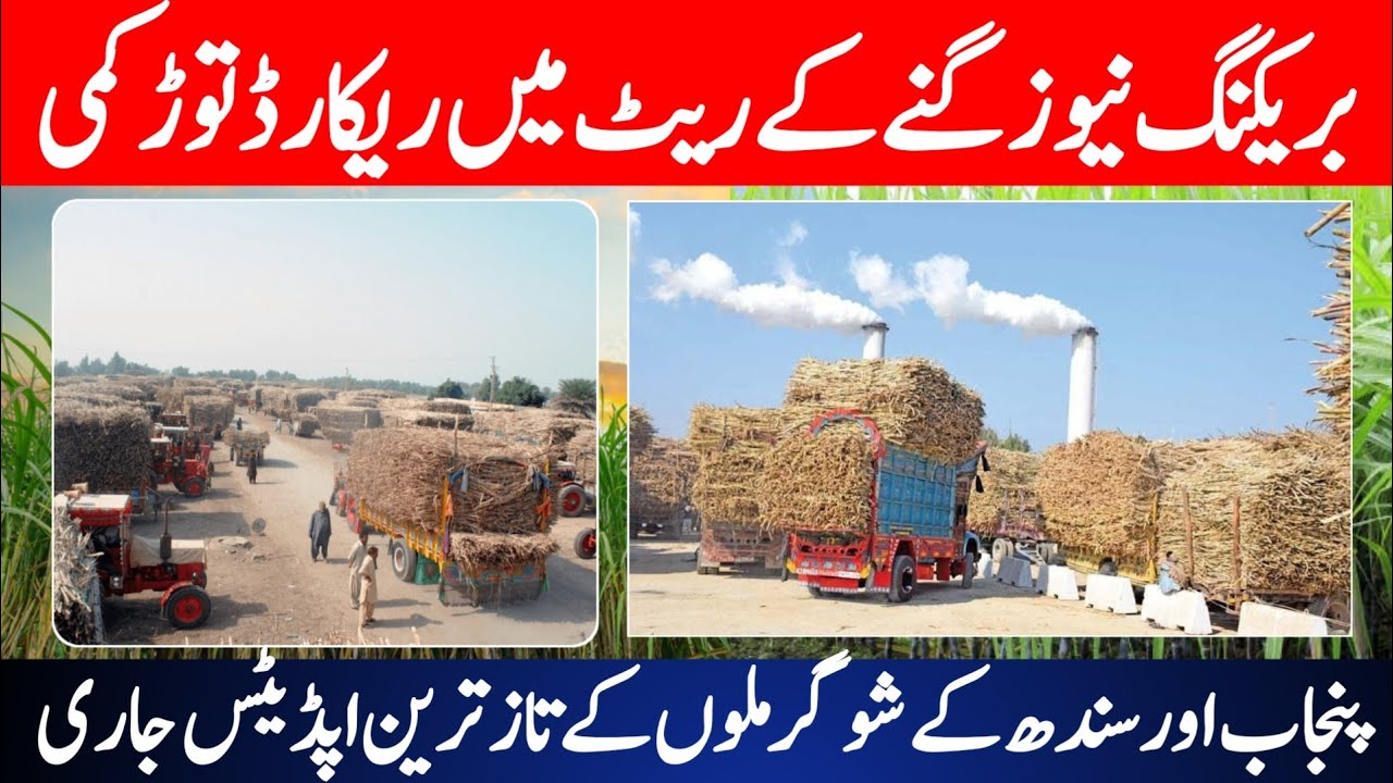 Sugarcane Rate Today in Pakistan | Sugar Mills Latest Update | Big Increase Coming Soon