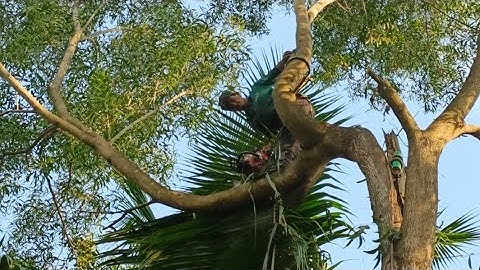 Cưa cây tràm bông vàng gần dây điện .Cưa cây kỹ thuật cao