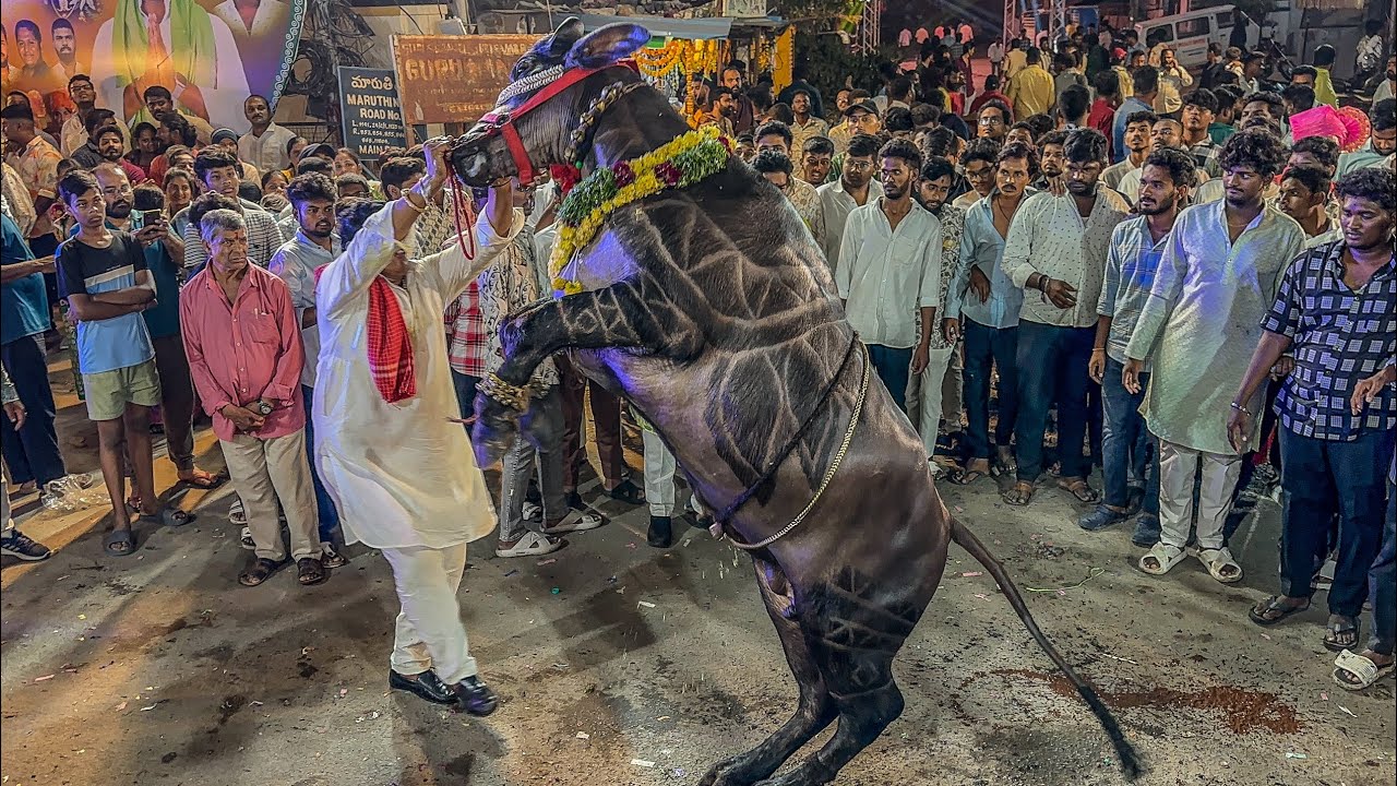 Kothapet Sadar | Khairatabad Sadar | Champion Bulls at Sadar Sayyata | Sadar Festival in Hyderabad
