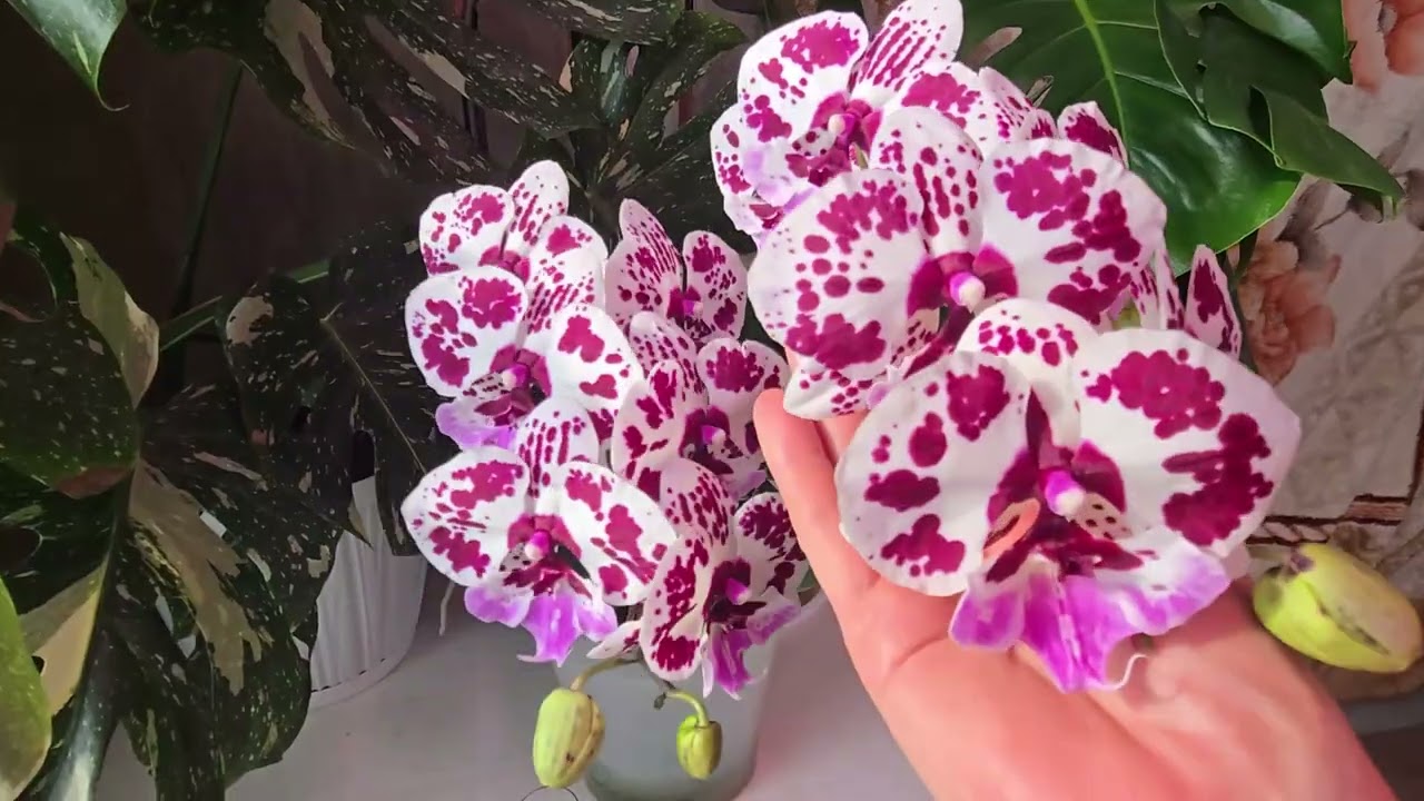 Обзор каскадов и Милочка вернулась домой.