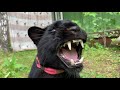 (Eng subs) Luna the panther takes a shower 🚿  💦 / 🐆 the leopard hisses and is indignant