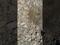 River sampling prospecting trip #goldprospecting