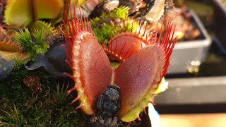 If you hate bugs then you will probably like this (Venus Flytrap Trapping Compilation)