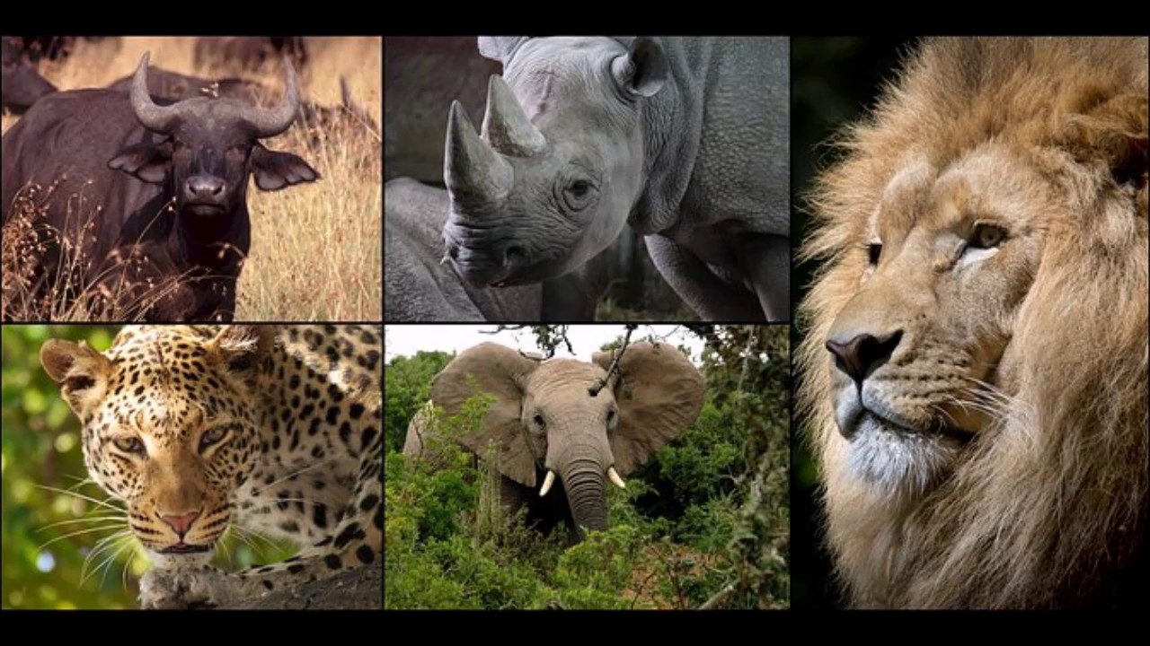 BINGO BANGO BONGO YouTube