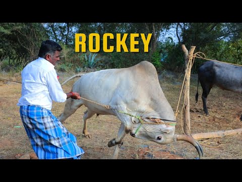 Powerful Rockey Bull at Duraipally | Addu pandaga | hori habba