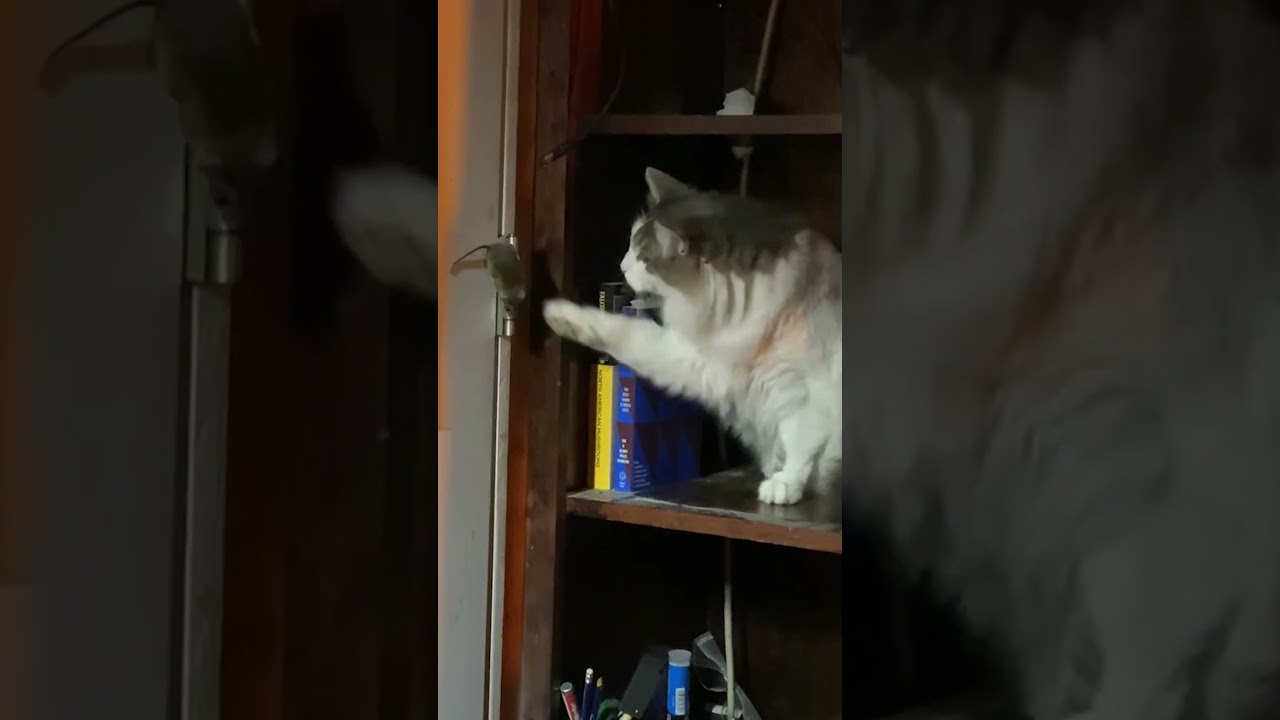 Curious Cat Sniffs Mouse!