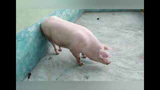 Landrace Pura. Genética De Porci Tk