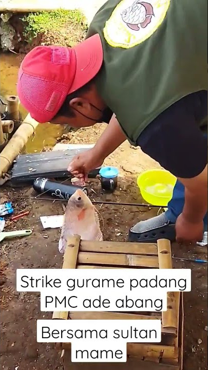 mancing gurame padang || umpan jitu gurame #mancingmania #pemancingangurame #pemancinganadeabang